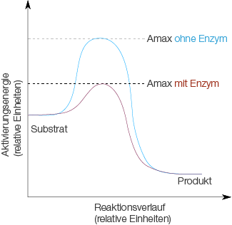 Enzyme Cytologie Bio Digitales Schulbuch Skripte SchulLV De