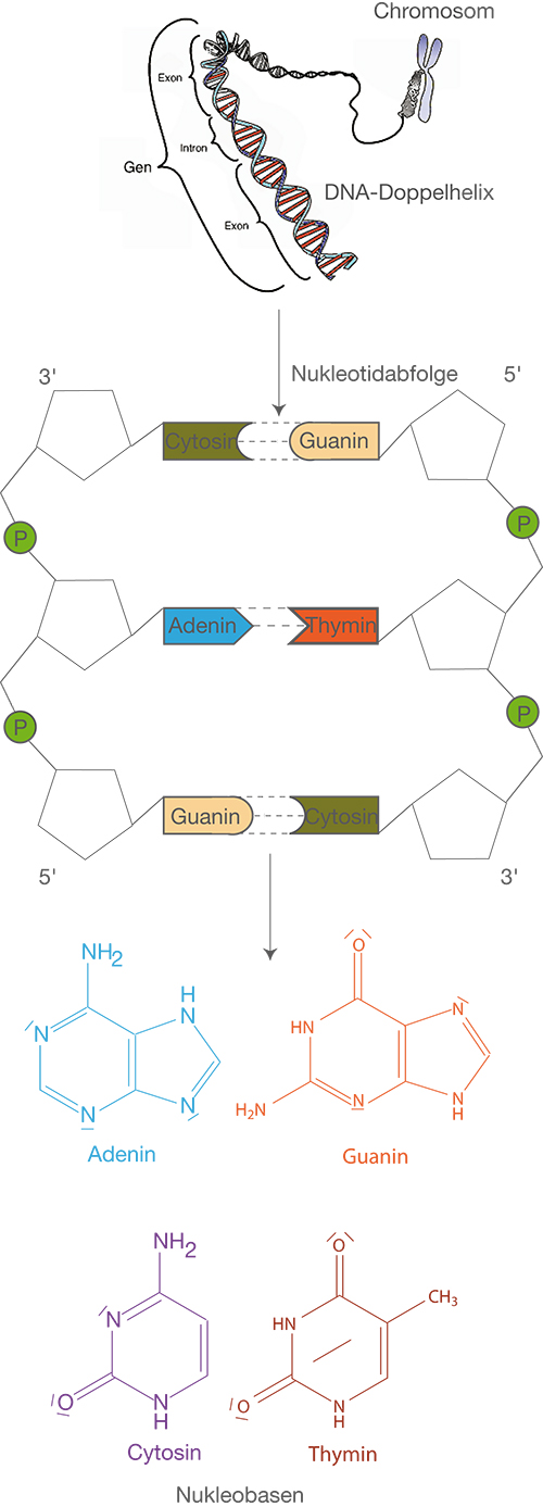 Dna Schullv 