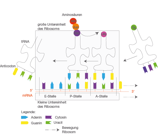 Proteinbiosynthese - Molekulare Genetik - Genetik - Baden-Württemberg ...