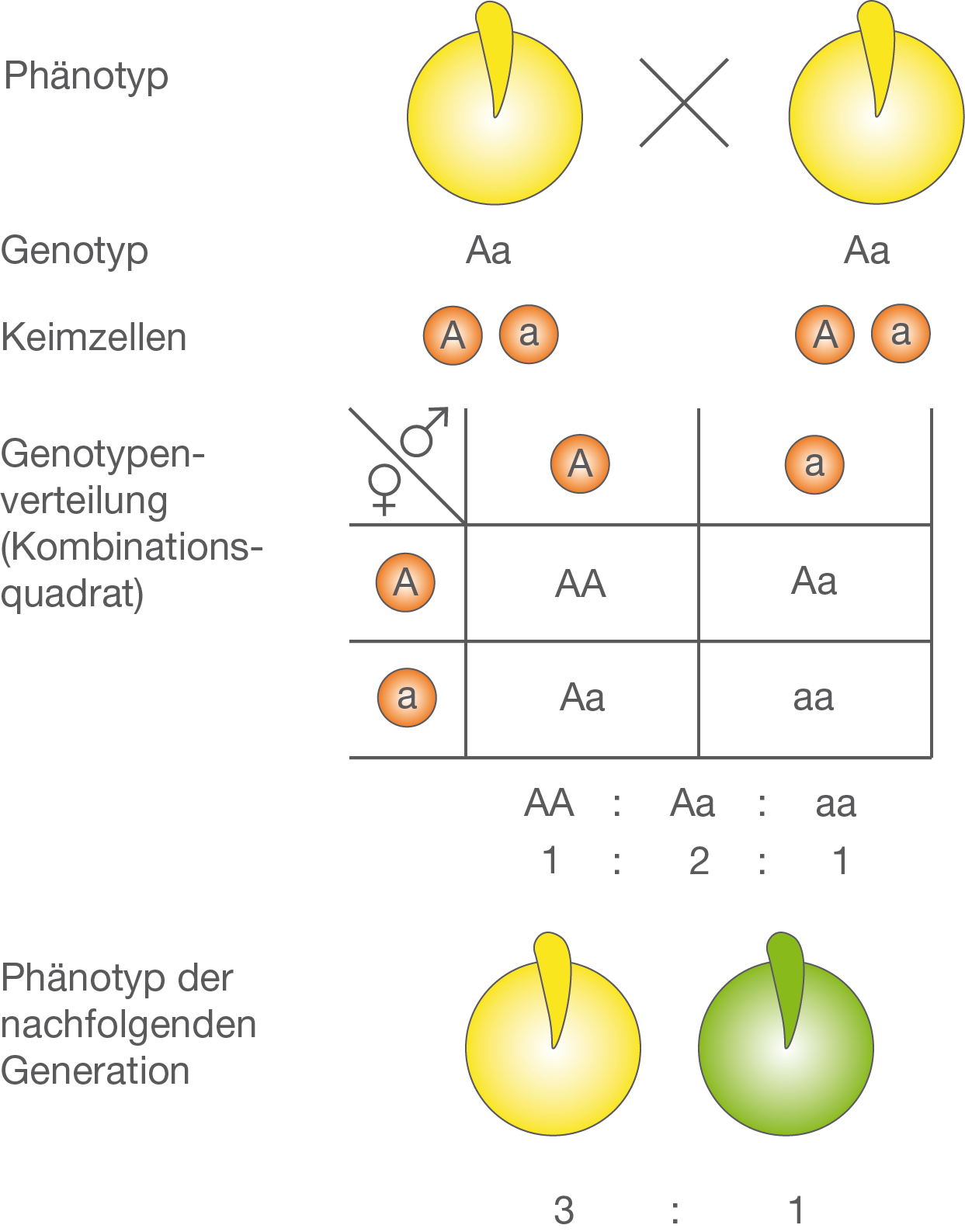 bio genetik experiment