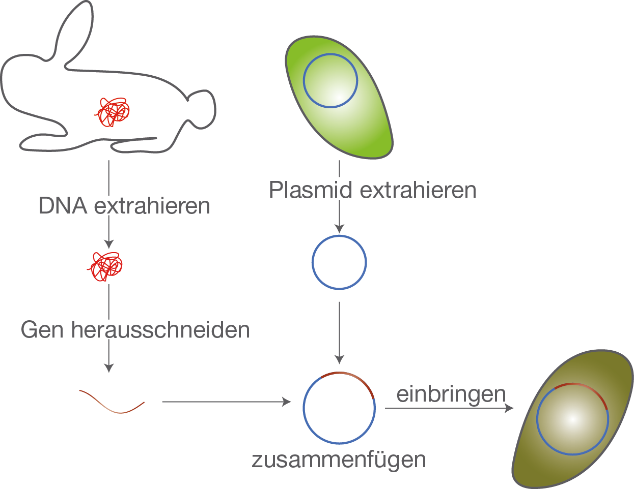 Gentechnik | SchulLV