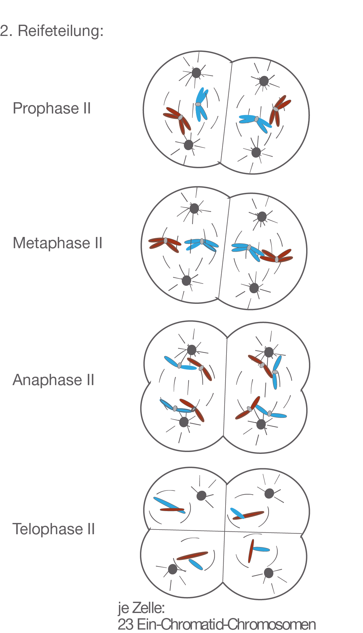 Die Phasen Der Meios E