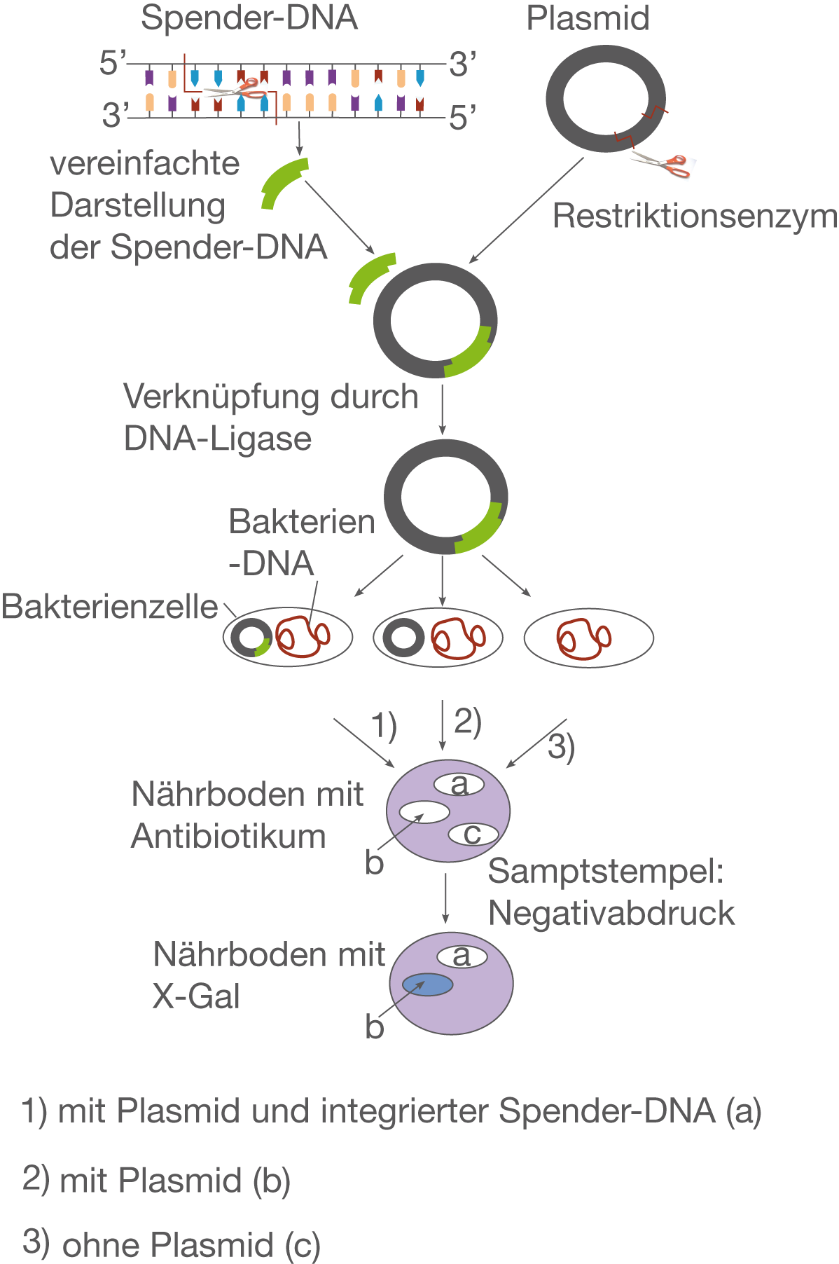 Plasmidtechnik | SchulLV