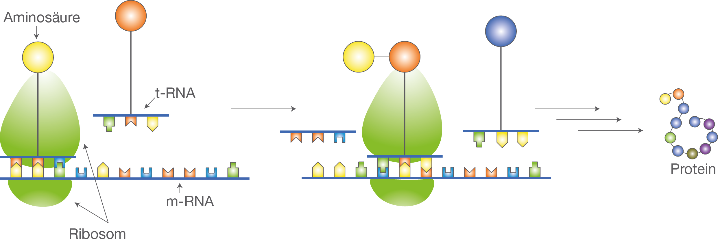 Proteinbiosynthese - Protbiosyn Translation