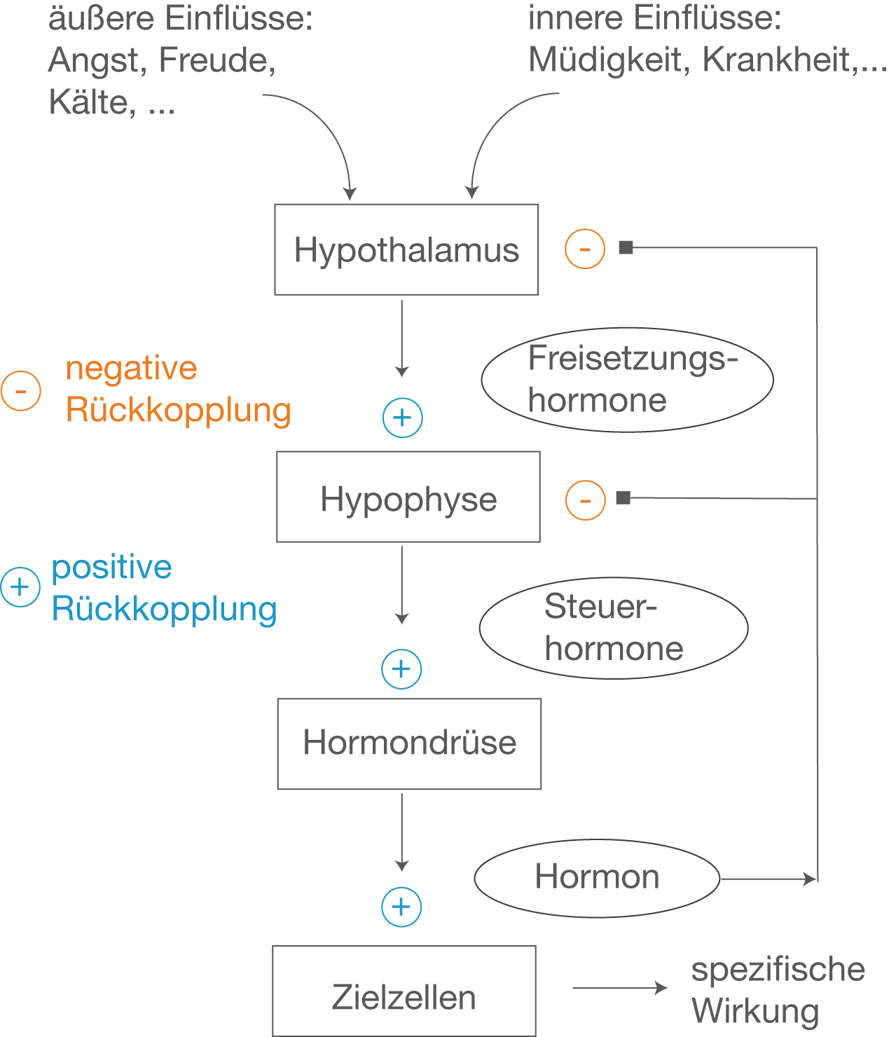 Hormone Schullv