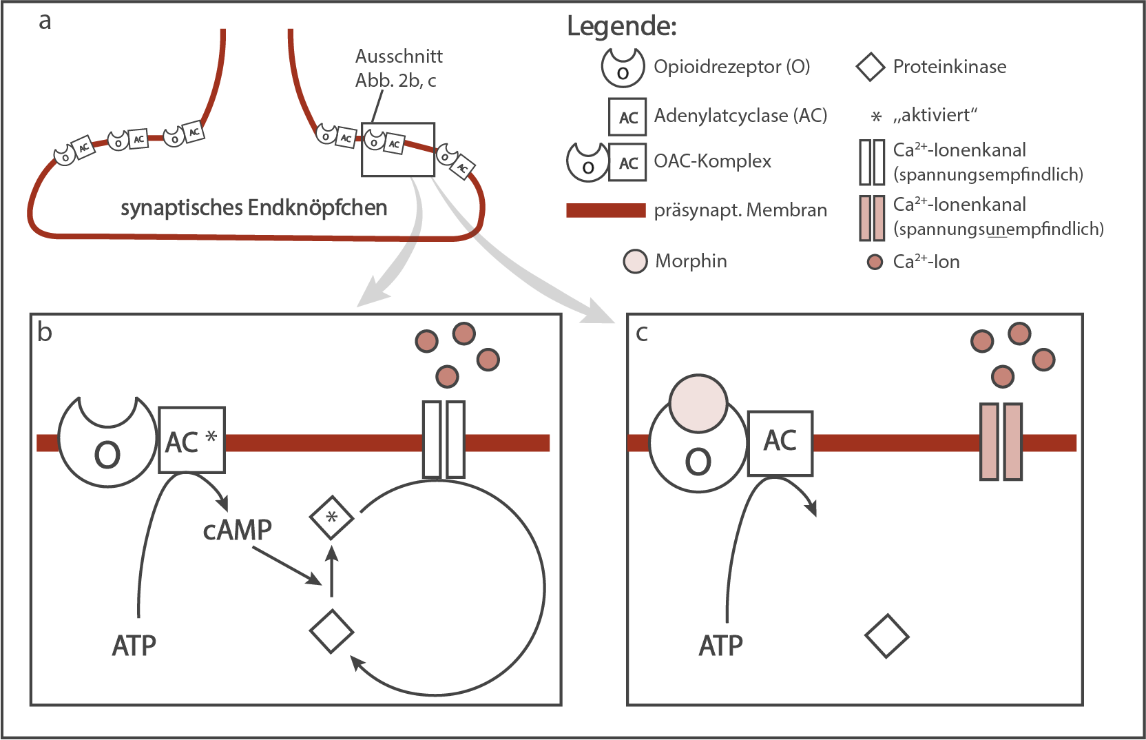 wirkung von morphin am synaptischen endknöpfchen 