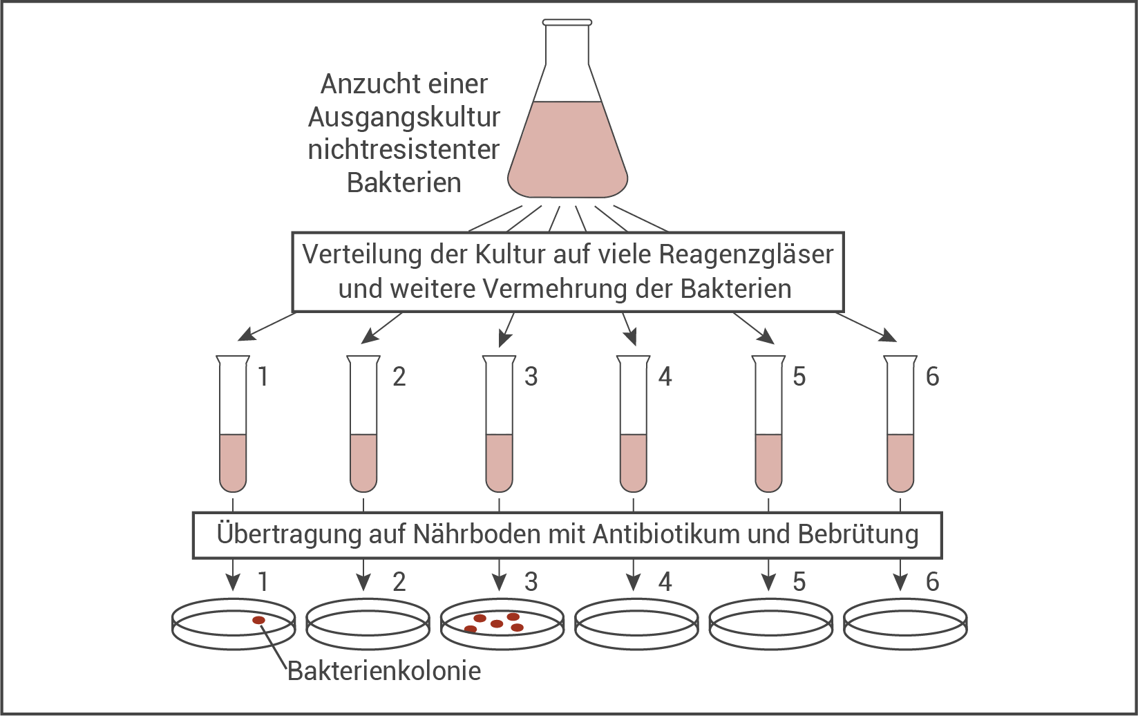 resistenzbildung