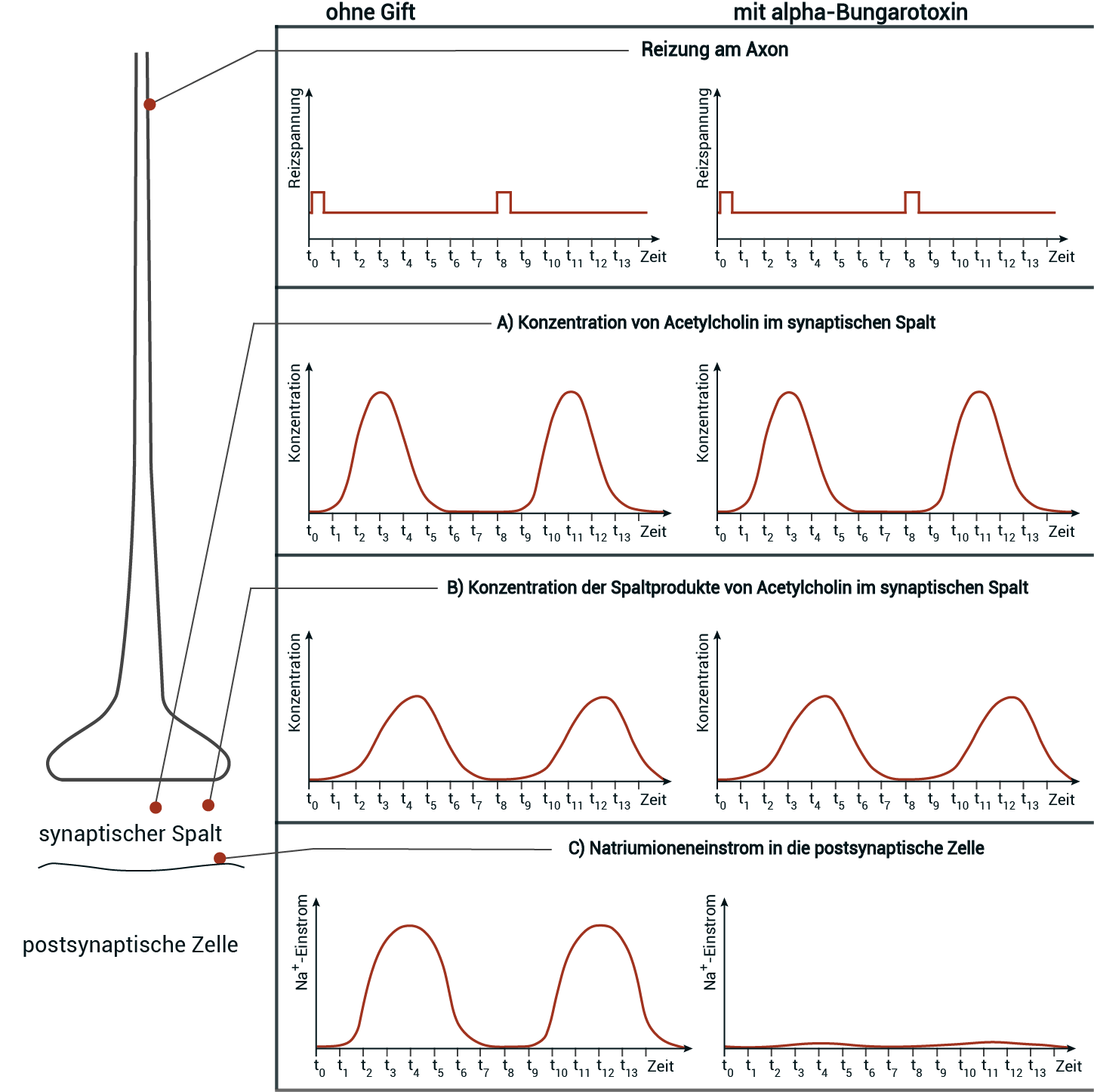 synapse mit und ohne bungarotoxin
