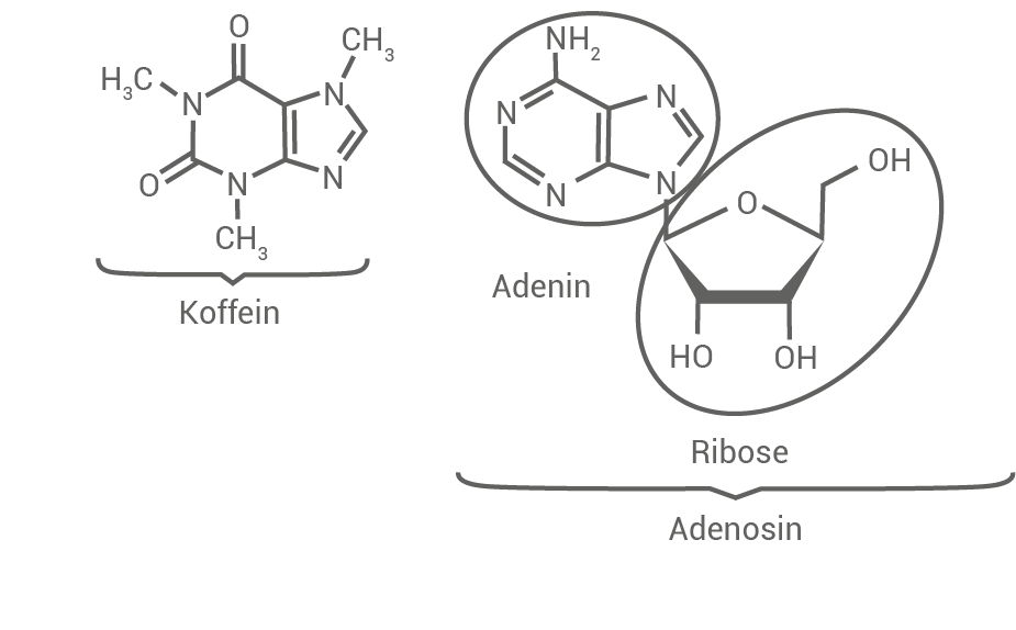 strukturformel adenosin koffein