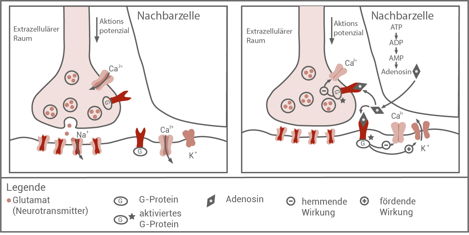 synapse 