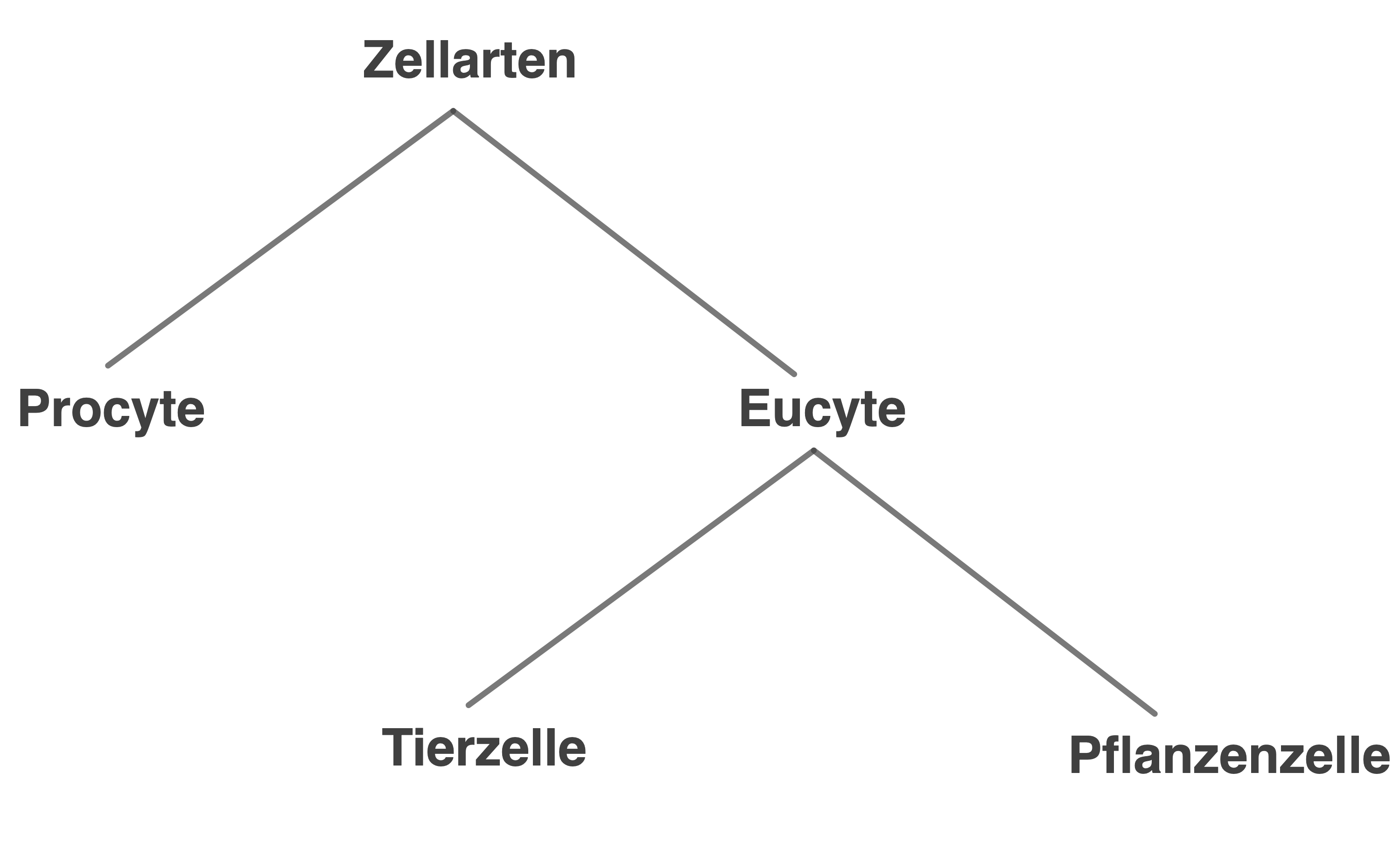 Peroxisomen in einer Pflanzenzelle