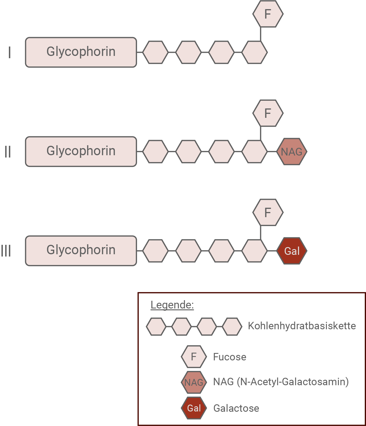 bw bio abi 2023 glycoproteine 1 bis 3