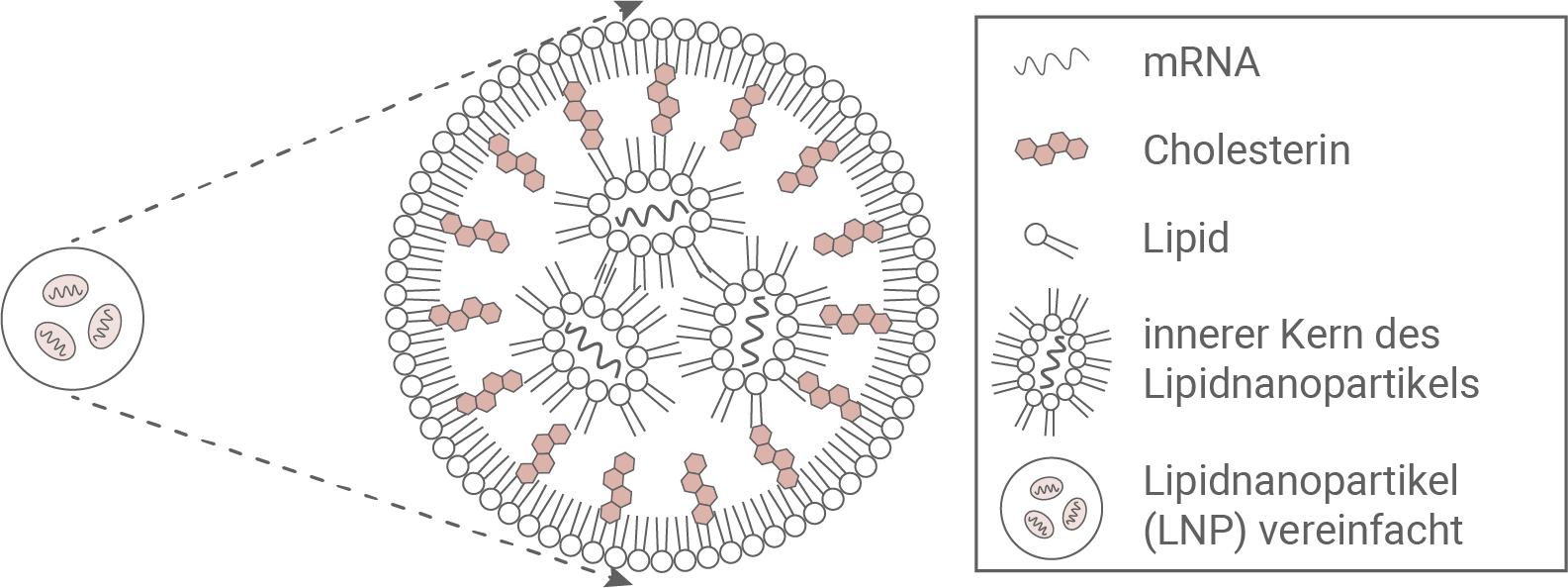 bw bio abi 2023 lipidnanopartikel