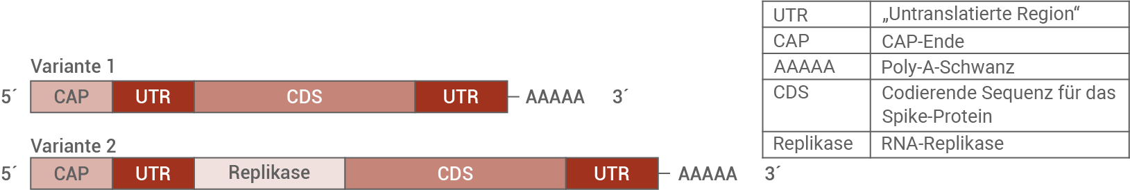 bw bio abi 2023 mRNA der beiden Impfstoffvarianten