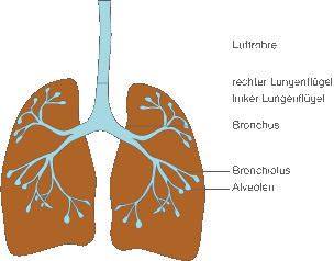 Aufbau Der Lunge