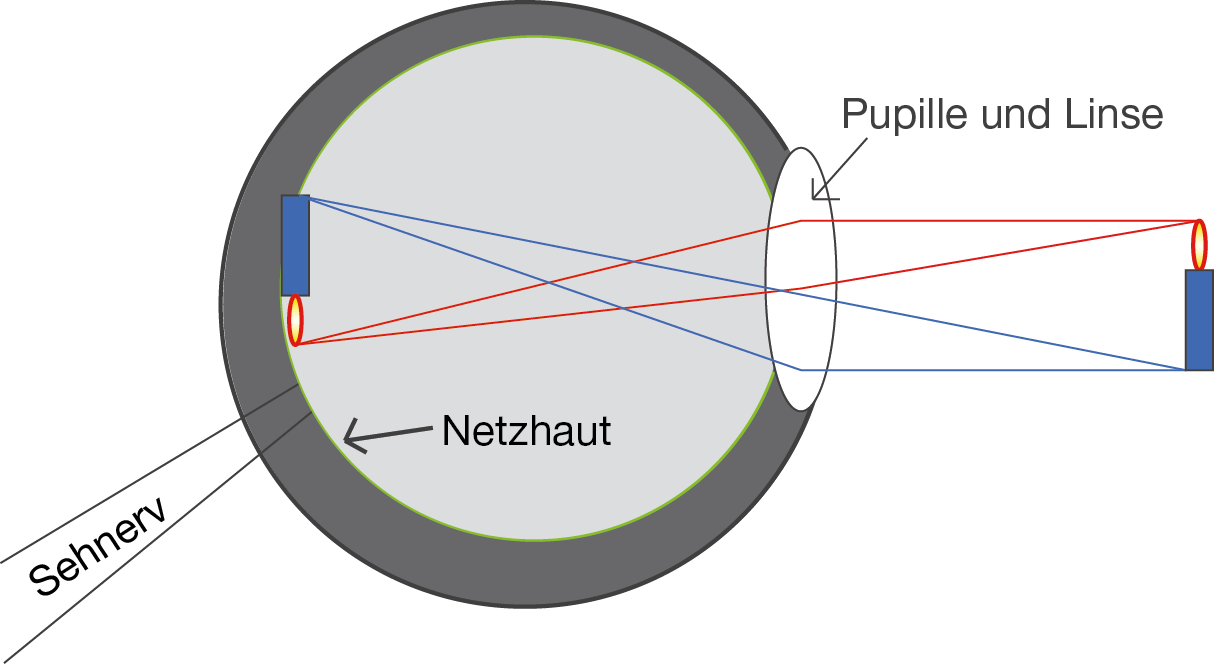 Auge - Optik - Physik - Digitales Schulbuch - Skripte - SchulLV.de