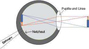 Auge | SchulLV